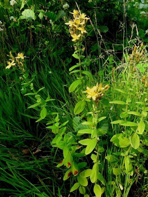 Hypericum hirsutum - karvakuisma on tavallisesti noin 30-80 cm korkea. Se kasvaa luontaisena vain Ahvenanmaan ja Varsinais-Suomen eliömaakunnissa. Kasvualue kattaa lähinnä Ahvenanmaan ja lounaissaariston. Helsingissä ja muutamin paikoin sisämaassa laji on tulokas tai karkulainen. 19.7.2018. Copyright Hannu Kämäräinen.