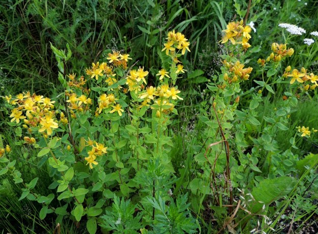 Hypericum maculatum - särmäkuisman kasvupaikkoina ovat usein niityt, pientareet ja tienvarret. Se on monivuotinen, pysty ja tavallisesti noin 30-80 cm korkea. Varret nousevat vaakatasoisesta juurakosta yleensä yksittäin, lyhyemmin tai pitemmin välimatkoin. EH, Hämeenlinna, Vuorentaka, laaja peltoaukea, Hämeen Härkätien laide, 26.6.2013. Copyright Hannu Kämäräinen.