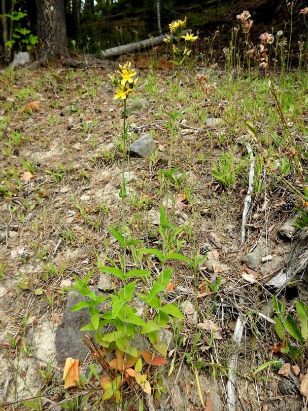 Hypericum montanum - vuorikuismalla on Suomessa vain yksi kasvualue Lohjalla, josta se ensimmäisen kerran löydettiin 1888. Se kasvaa lähinnä valoisilla mäntymetsärinteillä ja kallioiden liepeillä. 7.7.2022. Copyright Hannu Kämäräinen.