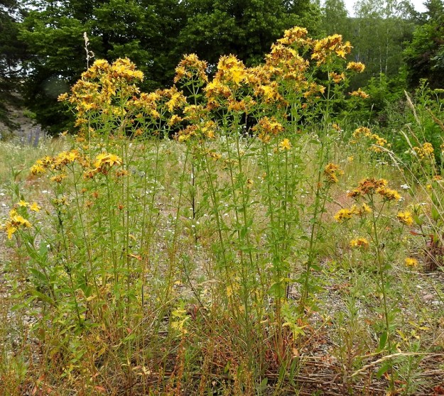 Hypericum perforatum - mäkikuisma leviää myös karuja luonnonolosuhteita vastaaville, ihmistoiminnan piirissä oleville alueille. Se on monivuotinen, pysty ja tavallisesti noin 30-80 cm korkea ruoho. V, Naantali sataman viljavarastoalue, rakennusten viereinen sorakenttä, 26.6.2019. Copyright Hannu Kämäräinen.