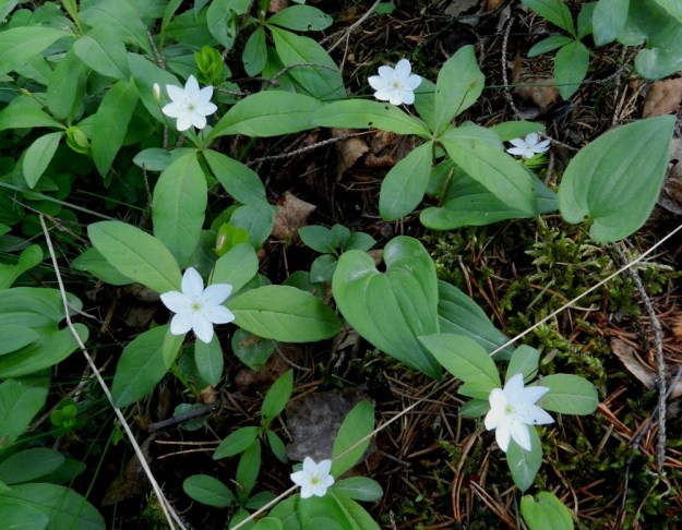 Lysimachia europaea (Trientalis europaea) - metsätähti on yleinen tai hyvin yleinen kaikissa Suomen eliömaakunnissa. Kasvupaikkoina ovat usein kangasmetsät, lehdot, korvet, letot, metsäniityt ja pientareet. EH, Hämeenlinna, Loimalahti, Hirsimäki, Näsiäntien ja Louhoksentien välinen metsäalue, 30.5.2011. Copyright Hannu Kämäräinen.