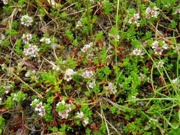 Lysimachia maritima (Glaux maritima) - merirannikki kykenee rönsyjen avulla kasvullisesti valtaamaan alaa silkalla rantahiekallakin, kunhan kasvupaikkaa aika ajoin huuhteleva merivesi pitää suolakkokasvia herkemmät kilpailijat riittävästi kurissa. Umpeutuneella rantaniityllä merirannikki usein häviää kilpailun elintilasta. Varsien alaosa on usein kuvan tavoin punaruskea ja siinä on ruskeita, suomumaisia lehtiä. U, Hanko, kaupunkialue, Kolavikenin uimaranta-alueen laita, 19.6.2012. Copyright Hannu Kämäräinen.