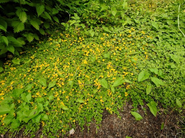 Lysimachia nummularia - suikeroalpi on koristekasvi, jonka siirtymistä asutuksen lähiluontoon ihmiset suuresti edesauttavat. Puutarhajätteen mukana juuriston ja rönsyjen kappaleita päätyy metsänreunoihin ja maansiirtelyn myötä nurmipohjille, läjitysalueille ja joutomaille. EH, Kouvola, Kuusankoski, Rekola, Uusi hautausmaa, hautausmaan länsipuoliset komposti- ja ylijäämämaakasat, 4.7.2019. Copyright Hannu Kämäräinen.