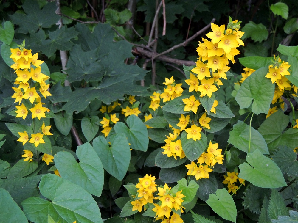 Lysimachia punctata - tarha-alpi, kuten moni muukin puutarhakasvi leviää metsänreunoihin puutarhajätteen mukana. Kuvassa seuralaisina mm. metsävaahtera, Acer platanoides ja valkokarhunköynnös, Convolvulus sepium. EH, Nokia, Myllyhaka, Raision myllyalueen lounaispuoli, metsikön laita Rounionkadun ja rautatien välissä, 5.7.2013. Ellei toisin mainita, kuvat ovat tältä samalta kasvupaikalta. Copyright Hannu Kämäräinen.