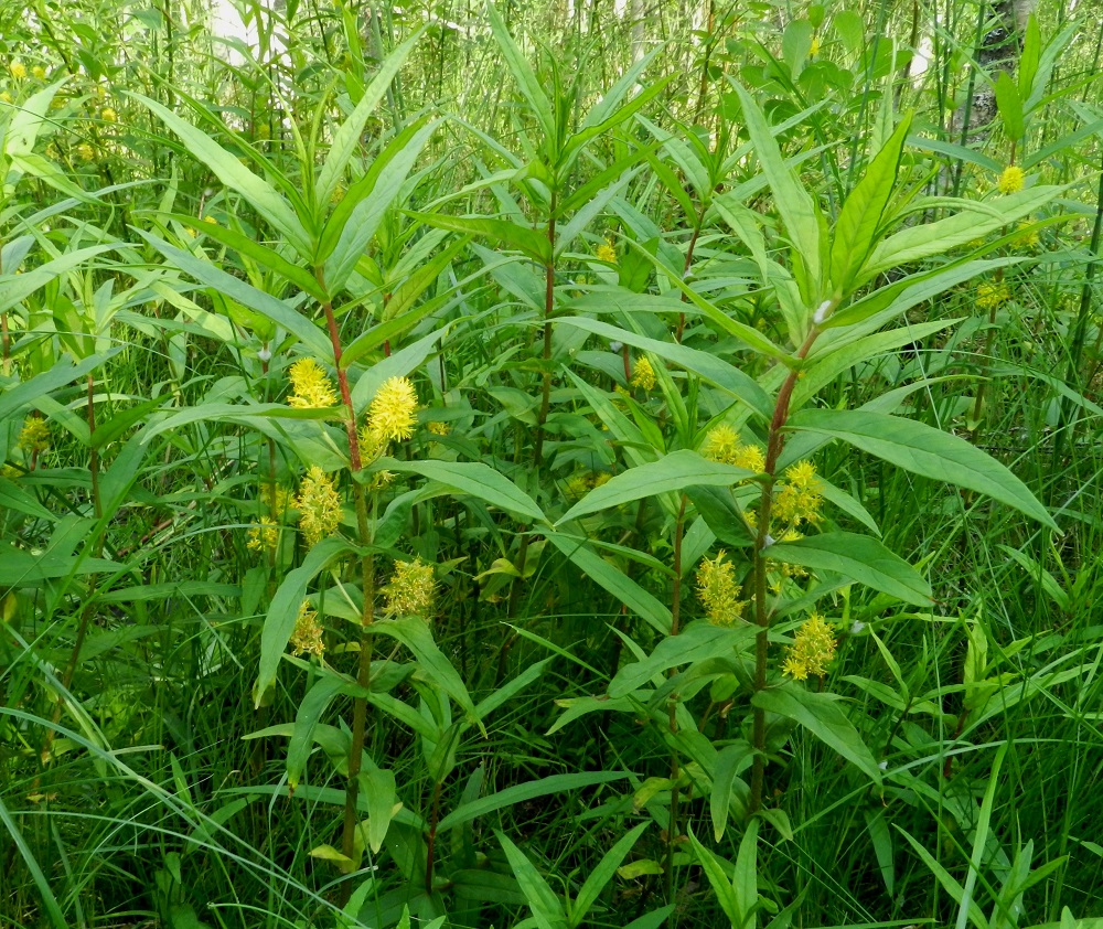 Lysimachia thyrsiflora - terttualpi on kosteikkokasvi, joka viihtyy vesistöjen rannoilla matalaa rantavettä myöten. Sen elinympäristöä ovat lisäksi purot, ojat ja lammikot sekä kosteat, kuivumattomat painanteet. Lajin voi tavata myös nevoilta ja korvista. EH, Hämeenlinna, Luolaja, Hattelmalanjärven rantaneva lintutornin kohdalla, 27.6.2011. Copyright Hannu Kämäräinen.