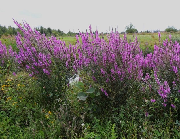 Lythrum salicaria - (pohjan)rantakukka on pysty ja tavallisesti noin 40-120 cm korkea. Sen tyvirunko ja vahva juurakko ovat puutuneet. Ne tuottavat joka vuosi yhden tai useamman varren. Varret kasvavatkin tavallisesti ryhminä, jotka voivat olla tiiviitä. U, Helsinki, Arabianranta, Toukolan rantapuisto, Vantaanjoen ranta meren läheisyydessä, 10.8.2013. Copyright Hannu Kämäräinen.