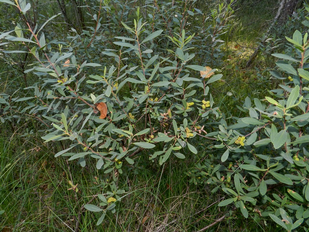 Myrica gale - (saha)suomyrtti on pystyhaarainen ja aromaattisesti tuoksuva pensas tai iso varpu, joka on tavallisesti noin 0,5-1 m korkea. EH, Hämeenlinna, Luolaja, Hattelmalanjärven rantaneva laiteineen lintutornin kohdalla, luonnonsuojelualue, 13.8.2012. Ellei toisin mainita, koko kuvasarja on samalta kasvualueelta. Copyright Hannu Kämäräinen.