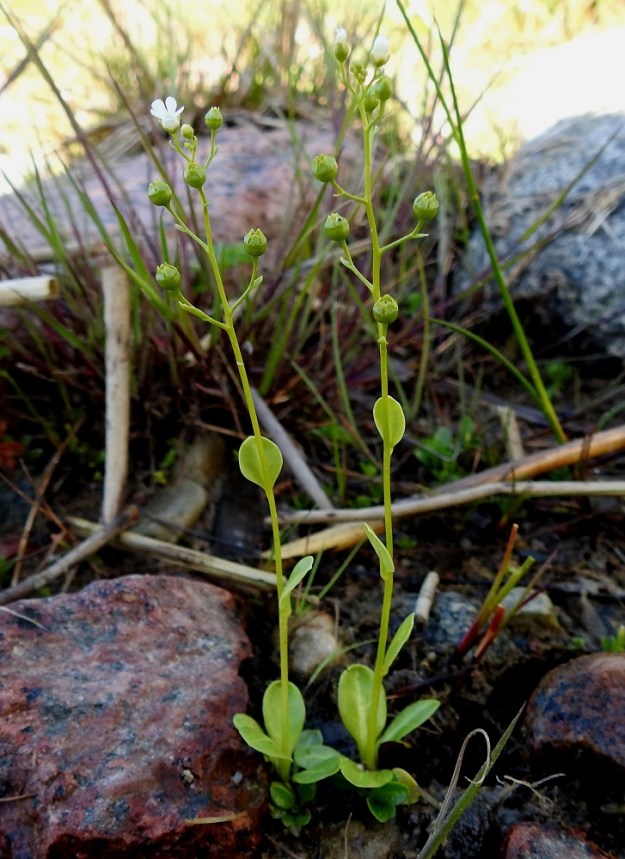 Samolus valerandi - (valko)suolapunka ei herätä huomiota ulkonäöllään varsinkin, kun yksilöt yltävät meillä enimmäkseen vain noin 15 cm:iin. Lehdet ovat ruusukkeena verson tyvellä ja harvakseen pitkin vartta. Kukinto on harsuna latvaterttuna, jossa vain muutama kärkikukka on kerrallaan avoinna ja alemmat kukat ovat jo kehittymässä hedelmiksi. Yleishabitus tuo väkisinkin mieleen pienet valkokukkaiset ristikukkaiskasvit, vaikka suolapunka ainoana sukunsa edustajana Pohjolassa kuuluukin esikkokasveihin. 10.7.2022. Copyright Hannu Kämäräinen.