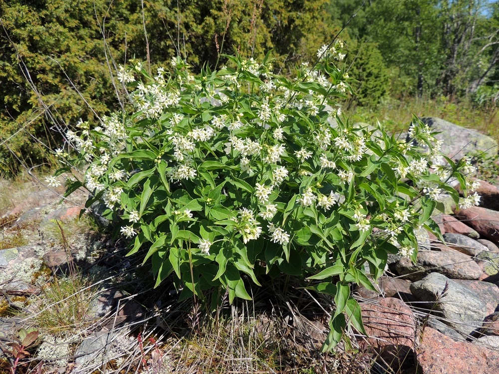 Vincetoxicum hirundinaria - kalliokäärmeenpistonyrtti on pysty ja monivartinen sekä myrkyllinen ruoho, joka on tavallisesti noin 30-90 cm korkea. Versot nousevat vahvasta juurakosta tiheinä kimppuina niin, että aikaa myöten yksilöt laajenevat monikymmenvartisiksi. 8.6.2014. Copyright Hannu Kämäräinen.