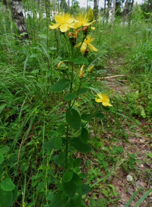 Hypericum maculatum - särmäkuisma kasvaa myös metsänlaiteilla ja voi niiltä levittäytyä avoimiin, ruohostovoittoisiin metsiinkin. Varret ovat yläosastaan yleensä niukahkohaaraisia ja haarat ovat lyhyehköjä ja vähäkukkaisia. EH, Hämeenlinna, Majalahti, Hirsimäki, Näsiäntien ja Louhoksentien välinen metsäalue, 13.7.2011. Copyright Hannu Kämäräinen.
