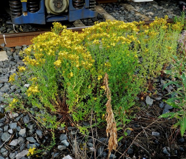 Hypericum perforatum - mäkikuisma kasvaa runsaana ja hyvävoimaisena myös ratasepelillä. Se nousee yläpäästään haarovasta juurakosta jopa monikymmenvartisina kimppuina. EH, Hämeenlinna, Keinusaari, radanvarsi Viipurintien sillan koillispuolella, 16.7.2011. Copyright Hannu Kämäräinen.