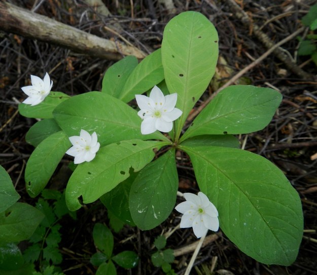 Lysimachia europaea (Trientalis europaea) - metsätähti on aina ilo luonnossa kulkijan silmälle. Sen valkoiset tähtikukat loistavat ja heijastavat vähäistäkin valoa muuten varjoisassa metsässä. Kansan suussa se on saanut nimekseen mm. aamutähti ja päivänkämmen. EH, Hämeenlinna, Vuorentaka, laajalla peltoaukealla oleva puuryhmä Hämeen Härkätien luoteispuolella, 6.6.2012. Copyright Hannu Kämäräinen.