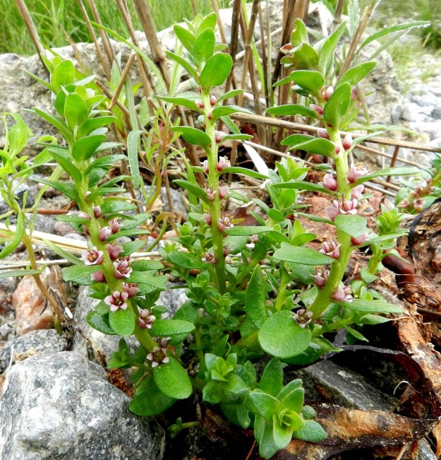 Lysimachia maritima (Glaux maritima) - merirannikki on monivuotinen, pysty tai koheneva ja haaraton tai tyviosasta haarova ruoho, joka on möyheä ja kalju sekä tavallisesti noin 3-25 cm korkea. Lehdet ovat enimmäkseen ristikkäisesti vastakkain. Ne ovat ruodittomat, hieman sepivät ja ehytlaitaiset. Lehtien muoto vaihtelee suikeasta puikeaan ja soikeaan. Pituutta niillä on tavallisesti noin 5-15 mm ja leveyttä leveimmältä kohtaa noin 2-7 mm. U, Hanko, Hangonkylä, niemen kärkiosa, Kråkhamnsudden-niemen eteläpuolinen hiekkaranta, 19.6.2012. Copyright Hannu Kämäräinen.