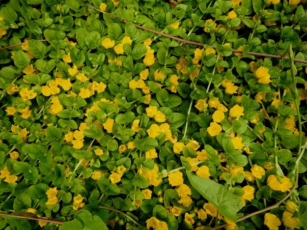 Lysimachia nummularia - suikeroalven kasvutapa on parhaimmillaan niin tiheä, että se peittää patjamaisesti alustansa kokonaan. Tämän ominaisuuden vuoksi lajia käytetäänkin puutarhoissa maanpeittokasvina. EH, Kouvola, Kuusankoski, Rekola, Uusi hautausmaa, hautausmaan länsipuoliset komposti- ja ylijäämämaakasat, 4.7.2019. Copyright Hannu Kämäräinen.