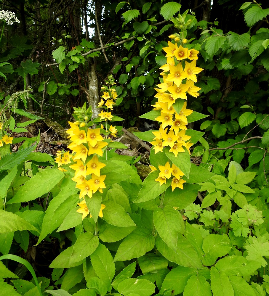 Lysimachia punctata - tarha-alpi on näyttävä ja vähään tyytyvä puutarhakasvi, joka säilyttää komeutensa myös karkulaisena kasvaessaan. Se ei niukasti ja hitaasti leviävänä muodosta luontoon päässeenäkään uhkaa muulle lajistolle. Kuvassa seuralaisina mm. harmaaleppä, Alnus incana, (lehto)vuohenputki, Aegopodium podagraria ja oikeassa alakulmassa peittokurjenpolvi, Geranium xcantabrigiense. 25.7.2017. Copyright Hannu Kämäräinen.