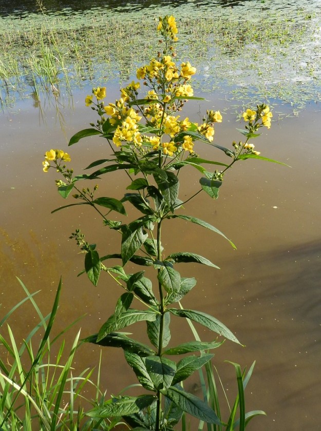 Lysimachia vulgaris - ranta-alpi menestyy myös vesirajassa, vaikka ei mikään vesikasvi olekaan. Kukinto on haarova ja lähinnä kerrannainen latvaterttu, joka on usein harsuhko. Kukintohaarat ovat lehtihankaisia ja haarojen lehtihangoista edelleen haarovia. Kukinnon uloimmat tertut ovat yleensä runsaskukkaisia. EH, Hämeenlinna, Sairio, Vanajaveden ranta rautatiesillan kaakkoispuolella, 27.7.2012. Copyright Hannu Kämäräinen.