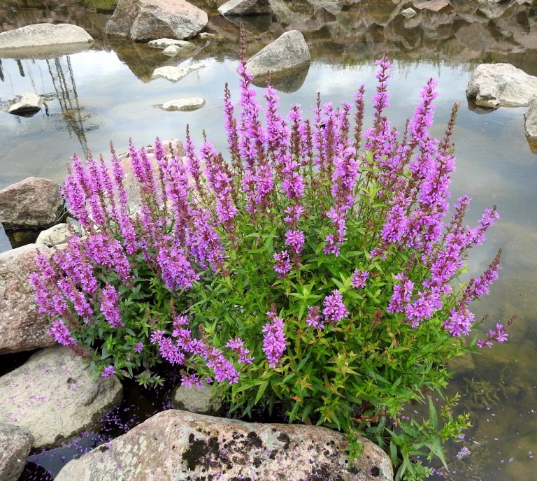 Lythrum Salicaria Rantakukka Pohjanrantakukka Pohjolan Kasvien lythrum-salicaria-rantakukka-pohjanrantakukka-pohjolan-kasvien
