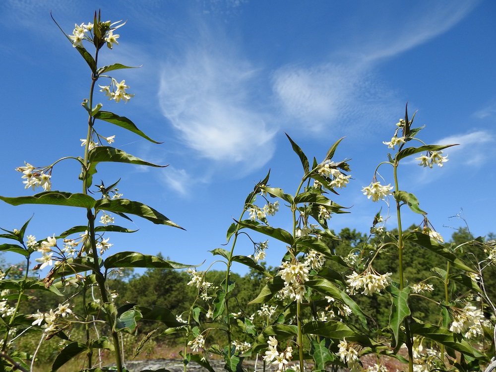 Vincetoxicum hirundinaria - kalliokäärmeenpistonyrtin lehdet ovat varrella vastakkain. Kukinto on lehtihankainen, sarjamainen viuhko, jonka perä on ohut ja yleensä noin 10-40 mm pitkä. 10.7.2017. Copyright Hannu Kämäräinen.