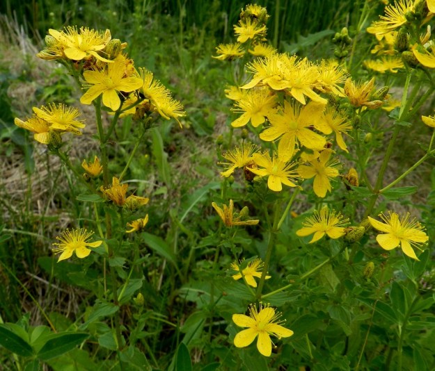Hypericum maculatum - särmäkuisman kukat ovat varren ja latvaosan haarojen kärkiosassa lehtihankaisena ja haarovana tai lähes sarjamaisena viuhkona, jossa on yleensä yhdestä viiteen kukkaa. EH, Hämeenlinna, Vuorentaka, Marssitien laide, 4.7.2011. Copyright Hannu Kämäräinen.