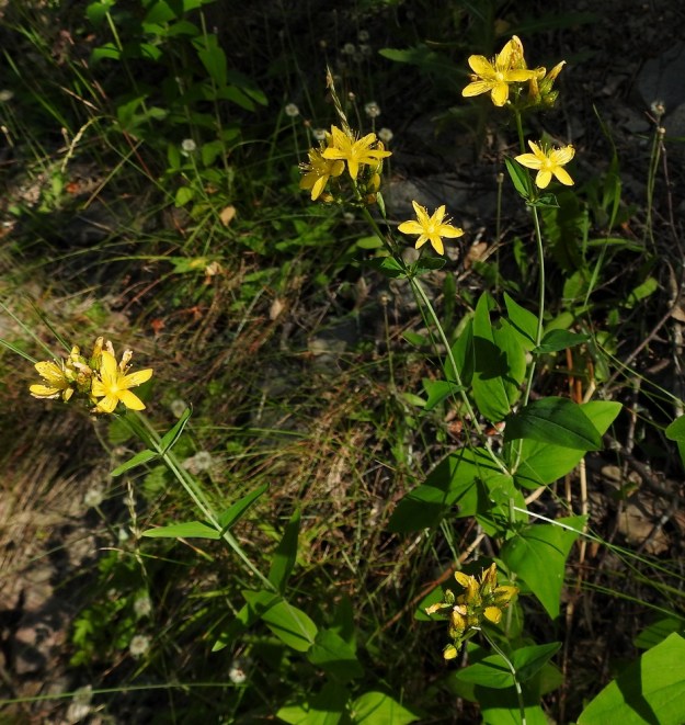 Hypericum montanum - vuorikuisman varsi voi yläosastaan olla myös niukkahaarainen. Kukat ovat varren ja haarojen kärkiosassa tiiviinä lehtihankaisena ja lähes sarjamaisena viuhkona, jossa on yleensä 2-5 kukkaa. 7.7.2022. Copyright Hannu Kämäräinen.