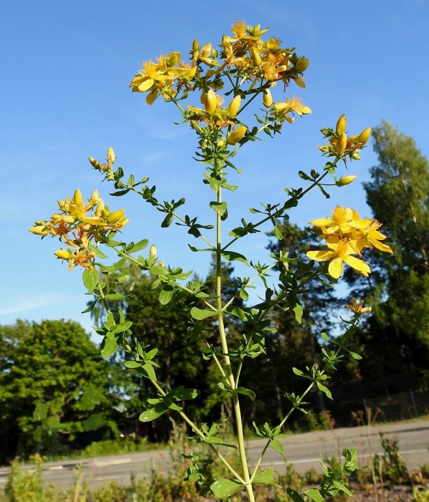 Hypericum perforatum - mäkikuisman lehtihankoihin kasvaa runsaasti haaroja, jotka varsinkin varren yläosassa ovat pitkiä ja kukkivia. Kukat ovat varren ja haarojen kärkiosassa lehtihankaisena ja haarovana tai lähes sarjamaisena viuhkona, jossa on yleensä 5-10 kukkaa. U, Helsinki, Laajasalo, Gunillantien sorapohjainen laide Tahvonlahden koulun kohdalla, 27.6.2018. Copyright Hannu Kämäräinen.