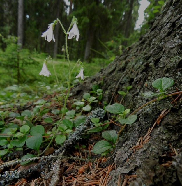 Linnaea borealis - vanamon kukinto voi toisinaan olla myös nelikukkainen. EH, Hämeenlinna, Loimalahti, Kolkanmäen sivua kulkevan ulkoilureitin laitametsä, 4.7.2012. Copyright Hannu Kämäräinen.