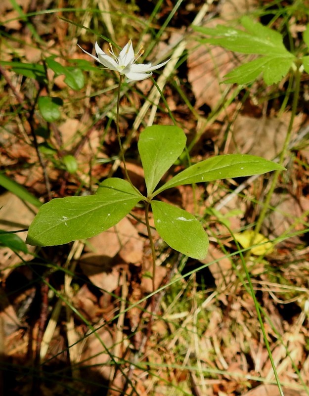 Lysimachia europaea (Trientalis europaea) - metsätähti on monivuotinen, hento, useimmiten haaraton ja pysty sekä lähes kalju ruoho, joka on tavallisesti noin 5-20 cm korkea. EH, Hämeenlinna, Majalahti, Hirsimäki, Näsiäntien ja Louhoksentien välinen metsäalue, 14.6.2022. Copyright Hannu Kämäräinen.
