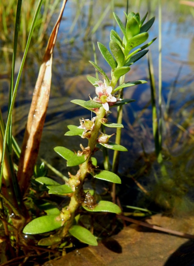 Lysimachia maritima (Glaux maritima) - merirannikki pärjää hyvin myös korkean veden aikaan kokonaan veden valtaan joutuvilla kasvupaikoilla. St, Pori, Reposaari, lounaispuoli Linnakepuiston kohdalla, kivikkoinen ja osin veden vallassa oleva merenranta, 19.7.2012. Copyright Hannu Kämäräinen.