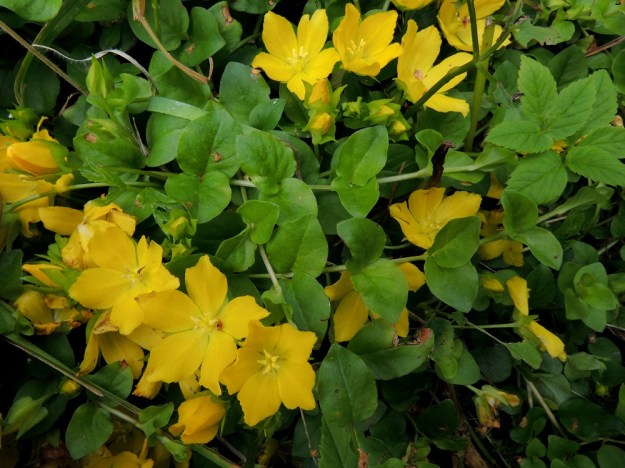 Lysimachia nummularia - suikeroalven lehdet ovat varrella vastakkain. Lehtilapa on leveänsoikea tai lähes pyöreä, ehytlaitainen ja pyöreä- tai herttatyvinen. Se on tavallisesti noin 15-25 mm pitkä ja leveimmältä kohtaa noin 10-20 mm leveä. V, Lohja, Virkkala, Kukkumäki, Kuninkaantien laitaoja ja siitä nouseva rinne, 19.7.2016. Copyright Hannu Kämäräinen.