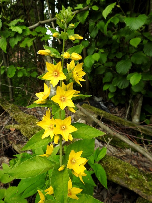 Lysimachia punctata - tarha-alven kukinto on lähinnä kerrannainen latvaterttu. Kukinnon uloimmat tertut ovat vähäkukkaisia. Niissä on yleensä yhdestä neljään kukkaa. 25.7.2017. Copyright Hannu Kämäräinen.
