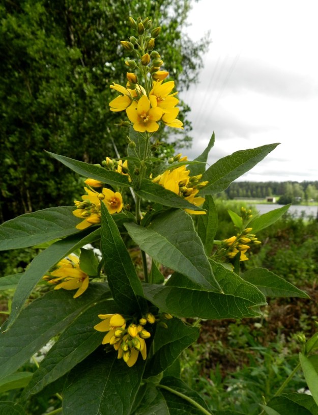 Lysimachia vulgaris - ranta-alpi ei nimestään huolimatta aina kasva rantojen tuntumassa. Sen voi tavata myös lehdoista, korvista ja niityiltä sekä pientareilta ja tienvarsilta. ES, Lappeenranta, Pappilanniemi, Isännöitsijäntien laide, 11.7.2012. Copyright Hannu Kämäräinen.