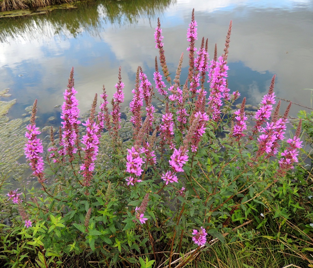 Lythrum Salicaria Rantakukka Pohjanrantakukka Pohjolan Kasvien lythrum-salicaria-rantakukka-pohjanrantakukka-pohjolan-kasvien