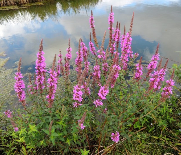 Lythrum salicaria - (pohjan)rantakukka on näyttävä kukkija, jota käytetään jossain määrin myös koristekasvina. Puutarhalammikoiden lisäksi se menestyy myös kuivalla maalla, kunhan kastelua ei kokonaan laiminlyödä. Kukinta etenee pitkissä tähkämäisissä kukinnoissa alhaalta ylöspäin. U, Helsinki, Arabianranta, Toukolan rantapuisto, Vantaanjoen ranta meren läheisyydessä, 10.8.2013. Copyright Hannu Kämäräinen.