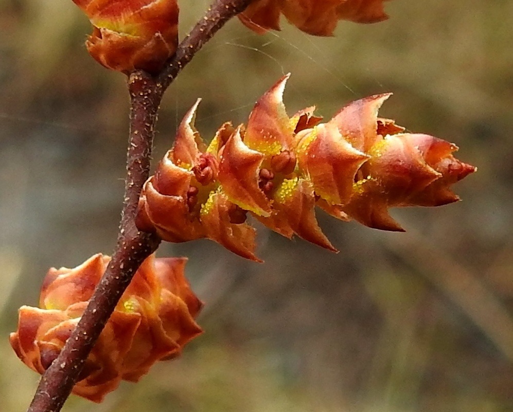 Myrica gale - (saha)suomyrtin hedenorkot ovat lieriömäisen tähkämäiset ja kukintavaiheessa yleensä siirottavat sekä noin 10-15 mm pitkät ja noin 5-7 mm leveät. Norkkosuomut ovat lähinnä leveän vinoneliömäiset, nipukkakärkiset ja puna- tai kellanruskeat. Niiden tyvellä on tiheästi keltaisia nystyjä. Pituutta suomuilla on noin 2-3 mm ja ne ovat lähes yhtä leveitä. Hedekukat ovat suomujen hangoissa. Ne ovat kehättömät ja niissä on neljä hedettä. Norkko-oksat ovat karvaiset ja vaaleanystyiset. 15.5.2022. Copyright Hannu Kämäräinen.