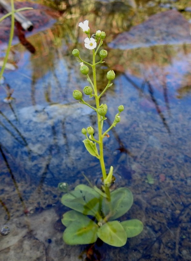 Samolus valerandi - (valko)suolapunka ei hyönteisten näkökulmasta ole kovin kiinnostava kohde, koska kukkivia kukkia on vähän ja ne ovat hyvin pieniä. Jonkin verran siivekkäitä kuitenkin vierailee. Varmemmaksi vakuudeksi suolapunka kykenee myös itsepölytykseen, jonka turvin yleensä kaikki kukat kehittyvät hedelmiksi. 10.7.2022. Copyright Hannu Kämäräinen.