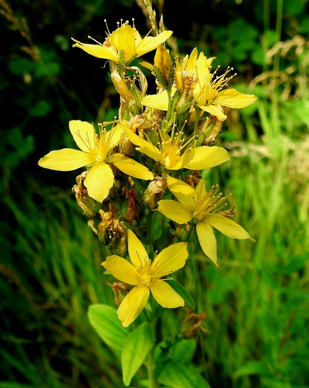 Hypericum hirsutum - karvakuisman kukat ovat varren ja latvaosan haarojen kärkiosassa lehtihankaisena ja haarovana tai lähes sarjamaisena viuhkona, jossa on yleensä 3-7 kukkaa. 19.7.2018. Copyright Hannu Kämäräinen.