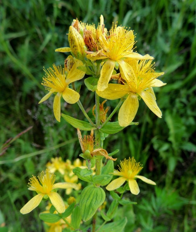 Hypericum maculatum - särmäkuisman teriö on keltainen, erilehtinen ja yleensä noin 15-25 mm leveä. Terälehtiä on säteittäisesti viisi. EH, Hämeenlinna, Vuorentaka, laaja peltoaukea, Hämeen Härkätien laide, 26.6.2013. Copyright Hannu Kämäräinen.