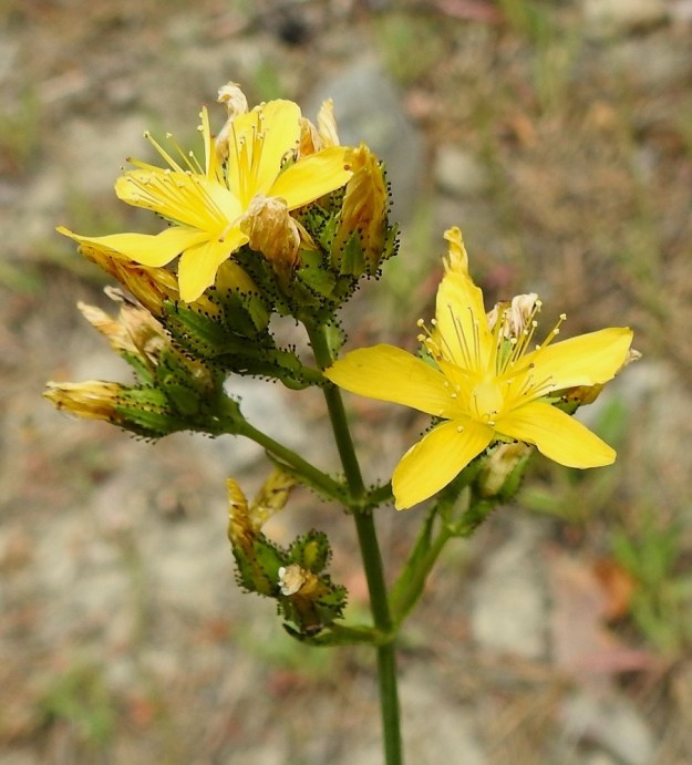 Hypericum montanum - vuorikuisman teriö on keltainen ja yleensä noin 15-25 mm leveä. Terälehtiä on lähes aina viisi. Ne ovat lähinnä soikeat ja pyöreähköpäiset sekä tavallisesti noin 7-12 mm pitkät ja noin 2-5 mm leveät. 7.7.2022. Copyright Hannu Kämäräinen.