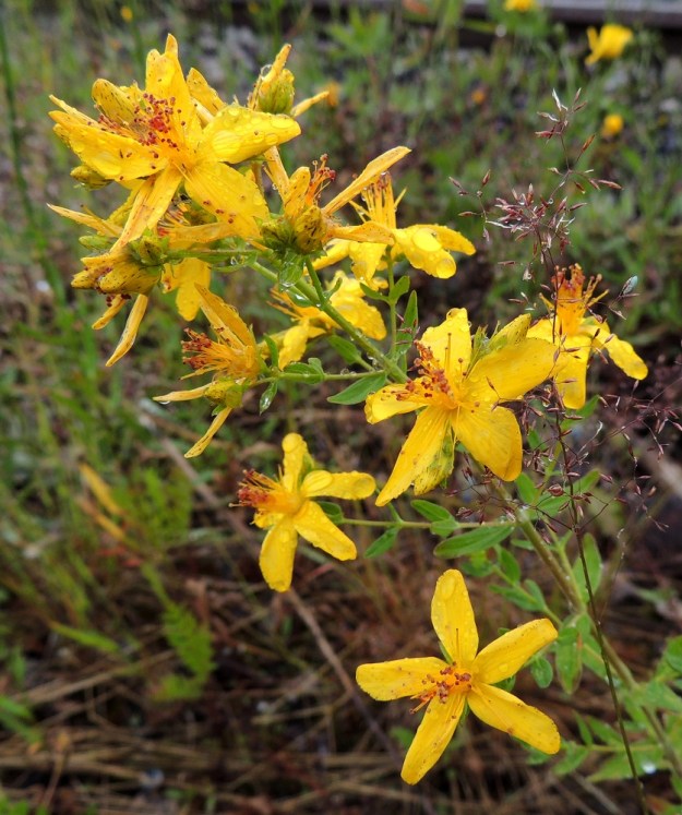 Hypericum perforatum - mäkikuisman teriö on keltainen, erilehtinen ja yleensä noin 15-25 mm leveä. Terälehtiä on säteittäisesti viisi. EH, Kouvola, Kuusankoski, Voikkaa, vanha ratapiha-alue, 7.7.2015. Copyright Hannu Kämäräinen.