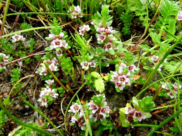 Lysimachia maritima (Glaux maritima) - merirannikin siemenistä tai rönsyistä alkunsa saaneet versot tarvitsevat ainakin pari vuotta kehittyäkseen kukkiviksi. Kukinta onkin sitten usein runsasta. Kukat ovat yleensä punaisen ja vaaleanpunaisen kirjavia tai harvemmin lähes valkoisia. U, Hanko, kaupunkialue, Kolavikenin uimaranta-alueen laita, 19.6.2012. Copyright Hannu Kämäräinen.