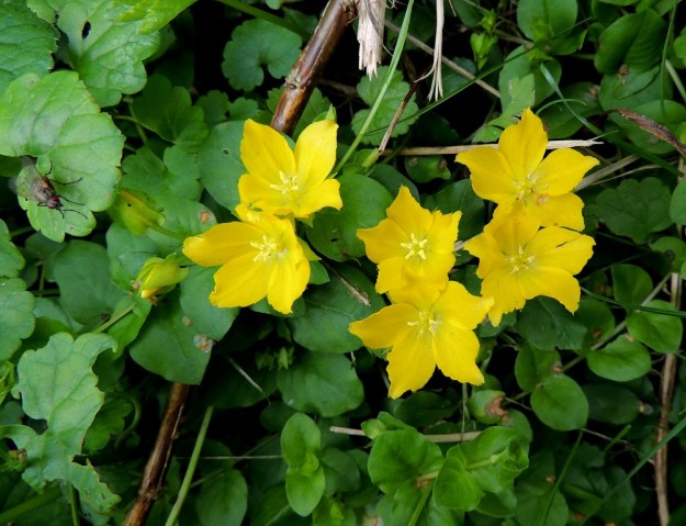 Lysimachia nummularia - suikeroalven kukat ovat lehtihangoissa yksittäin tai pareittain. Teriö on keltainen, säteittäisesti ratasmainen ja melkein tyveen saakka viisiliuskainen. Se on tavallisesti noin 20-30 mm leveä. Hyönteiset hakevat medettömistä kukista jonkin verran siitepölyä. Kukkien tuloksekas pölyttyminen onnistuu kuitenkin vain harvoin, sillä oman yksilön siitepöly ei auta hedelmöittymisessä. Koska laajatkin kasvustot ovat usein samaa kloonia, yksilöiden välinen ristipölytys on harvinaisempaa. Osin tästäkin syystä siemenkotia ei yleensä muodostu. V, Lohja, Virkkala, Kukkumäki, Kuninkaantien laitaoja ja siitä nouseva rinne, 19.7.2016. Copyright Hannu Kämäräinen.