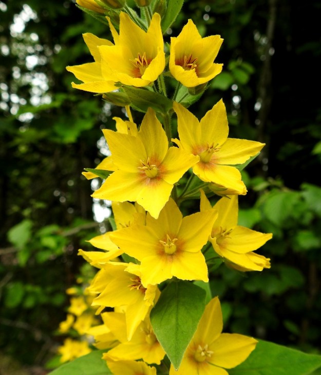Lysimachia punctata - tarha-alven teriö on säteittäisesti ratasmainen ja melkein tyveen saakka useimmiten viisiliuskainen. Se on tavallisesti noin 15-20 mm leveä. 25.7.2017. Copyright Hannu Kämäräinen.