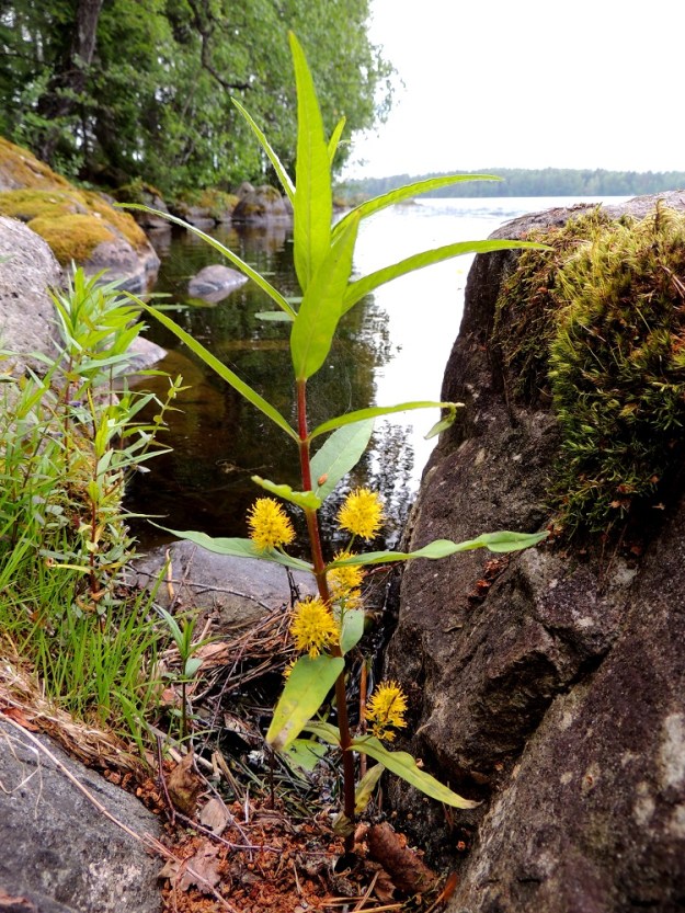 Lysimachia thyrsiflora - terttualven lehdet ovat varrella lähes aina ristikkäin vastakkain. Kukinto muodostuu latvan alapuolisten varsilehtien hangoissa olevista tertuista. EH, Hämeenlinna, Loimalahti, Alajärven Tervaniemen kärkiosan pohjoisranta, 23.6.2013. Copyright Hannu Kämäräinen.