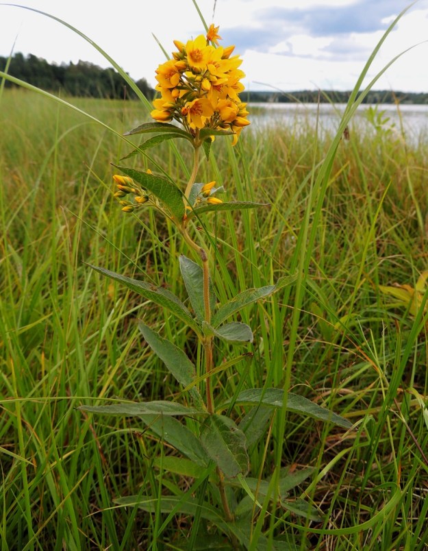 Lysimachia vulgaris - ranta-alven lehdet ovat varrella pääsääntöisesti vastakkain tai kolmen, neljän lehden säteittäisinä kiehkuroina. Kukinto voi kukinnan alkuvaiheessa olla kärjestään tiheä ja lähes pallomainenkin. EH, Hämeenlinna, Katinen, Katumajärven länsiranta uimarannan pohjoispuolella, 18.7.2014. Copyright Hannu Kämäräinen.