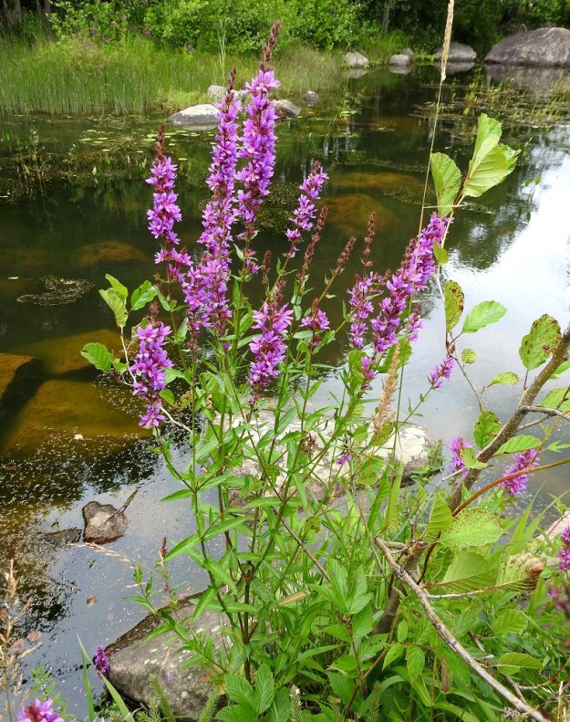 Lythrum salicaria - (pohjan)rantakukan varsi on tavallisesti keski- ja yläosastaan kertaalleen tai toistuvasti haarova. Harvemmin se voi olla lähes tai aivan haaratonkin. U, Loviisa, Vähä Ahvenkoski, Ahvenkosken vähävetinen luonnonuoma Pietarintien ja padon välillä, lähellä Pyhtään rajalinjaa, 6.8.2020. Copyright Hannu Kämäräinen.