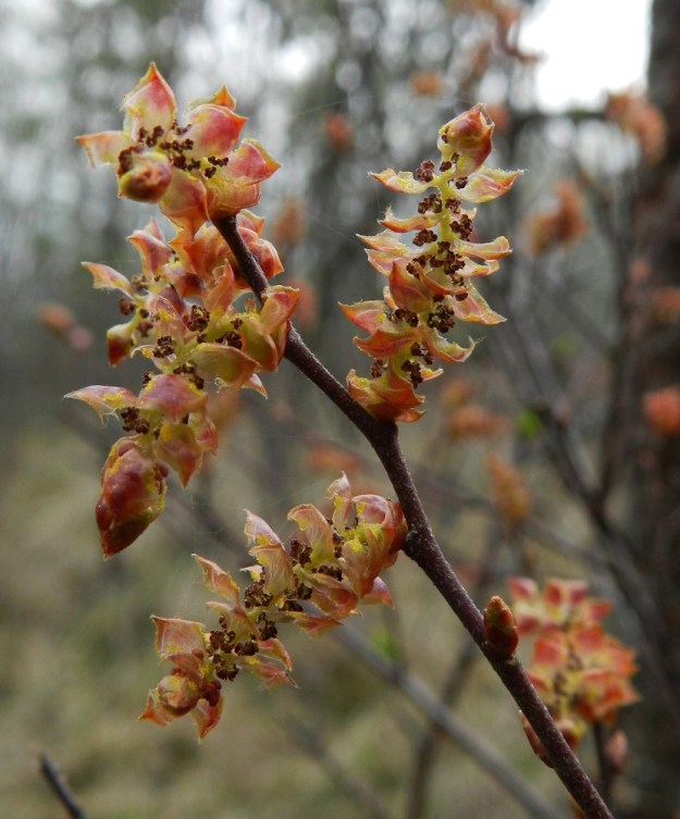 Myrica gale - (saha)suomyrtin hedenorkkojen suomut avautuvat aivan levälleen niin, että tuuli pääsee vapaasti puhaltamaan heteiden ponsien siitepölyn ilmojen teille kohti emikukkaisten pensaitten luotteja. 16.5.2012. Copyright Hannu Kämäräinen.