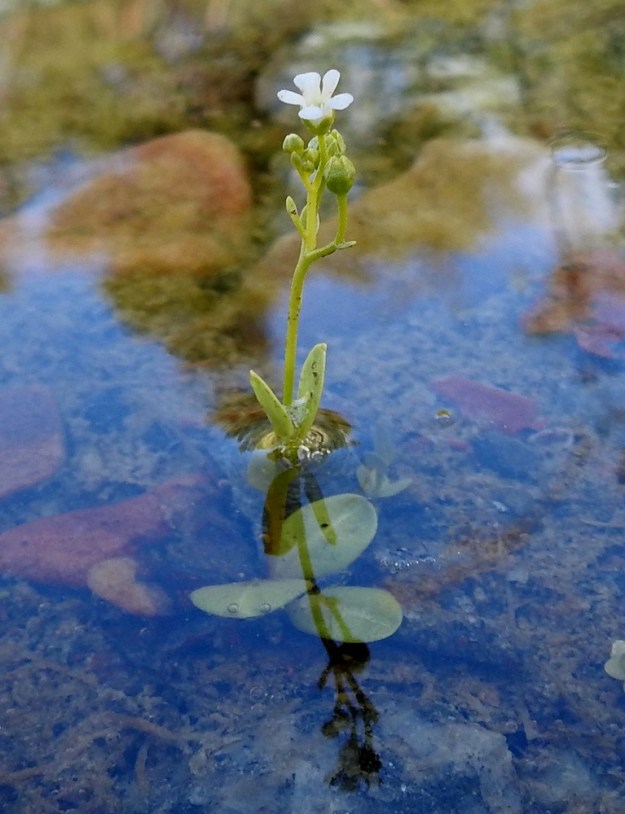 Samolus valerandi - (valko)suolapunka on Suomessa erittäin uhanalainen harvinaisuus. Ahvenanmaalta tunnetaan nelisenkymmentä kasvupaikkaa, joista osasta laji on hävinnyt. Porvoon ja Haminan väliseltä rannikkoalueelta on tuoreempia tietoja noin kymmenestä esiintymästä. 10.7.2022. Copyright Hannu Kämäräinen.