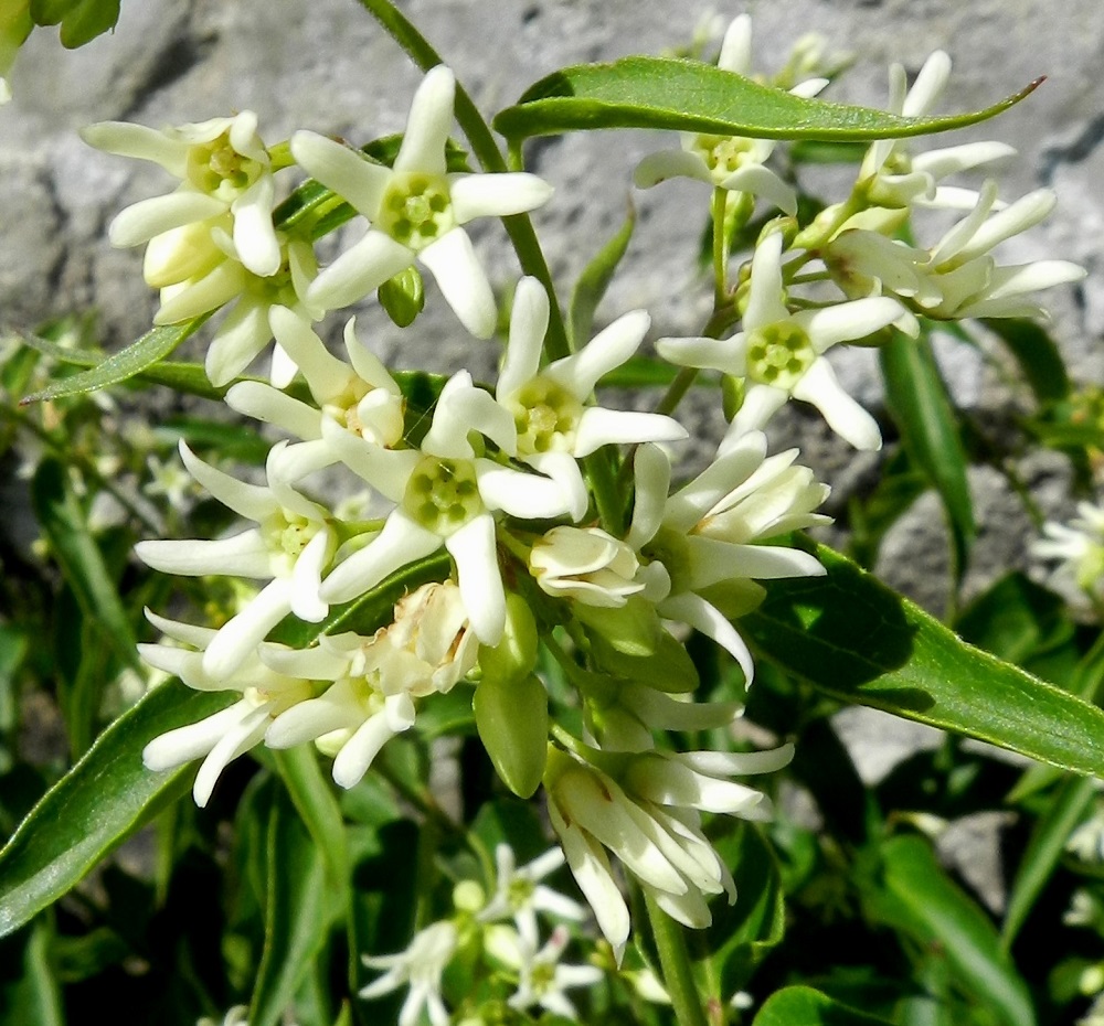 Vincetoxicum hirundinaria - kalliokäärmeenpistonyrtin teriö on useimmiten valkoinen, yhdislehtinen ja melkein tyveen saakka viisiliuskainen sekä tavallisesti noin 5-10 mm leveä. V, Kemiönsaari, Örö, saaren kaakkoisosa, Holmenin tykkipatterikallio, 14.7.2012. Copyright Hannu Kämäräinen.
