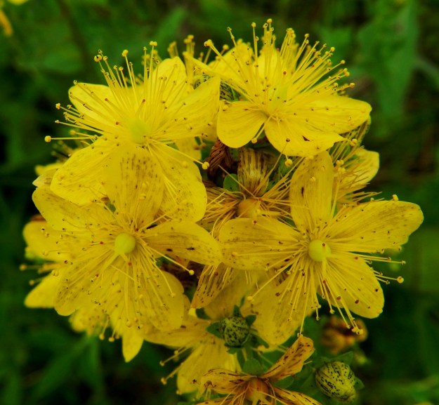 Hypericum maculatum - särmäkuisman terälehdet ovat lähinnä soikeat ja pyöreähköpäiset sekä tavallisesti noin 7-11 mm pitkät ja leveimmältä kohtaa noin 2,5-4 mm leveät. Sikiäin on kehänpäällinen, keltainen ja munanmuotoinen sekä noin 3-4 mm pitkä. EH, Hämeenlinna, Vuorentaka, Marssitien laide, 4.7.2011. Copyright Hannu Kämäräinen.