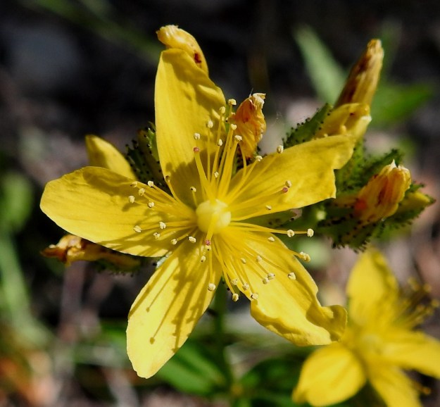 Hypericum montanum - vuorikuisman terälehdet ovat tasaisen keltaiset eli niissä ei ole pikitäpliä tai -juovia, kuten yleisempien sukulaislajien terälehdissä. Heteitä on runsaasti. Ne ovat kolmena, tyveltään yhdiskasvuisena ja noin 6-8 mm pitkänä kimppuna. Sikiäin on kehänpäällinen, keltainen tai kellanvalkoinen ja munanmuotoinen. Emi on kolmivartaloinen ja noin 4-6 mm pitkä. 7.7.2022. Copyright Hannu Kämäräinen.